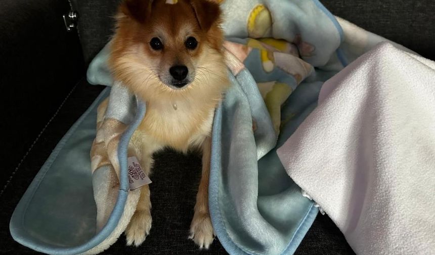 Kaybolan köpeği bulana 50 bin lira ödül