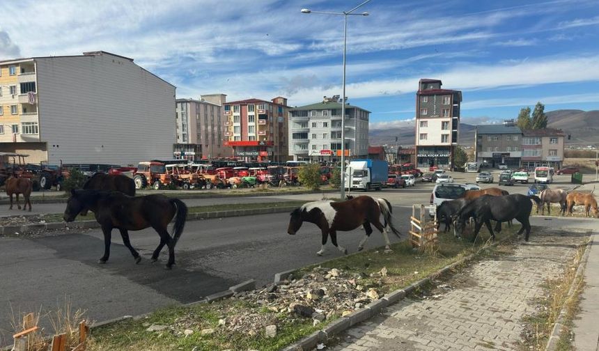 Caddede gezen atlar sürücüleri bıktırdı