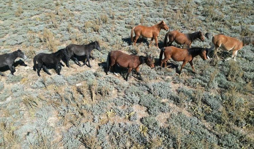 Yılkı atları dağlarda köylere indi