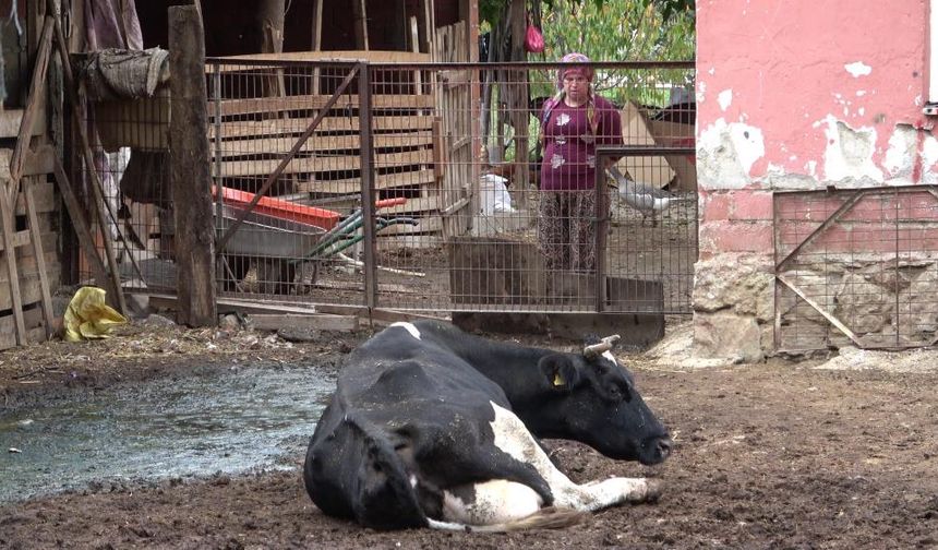 Besiciler iflas ediyor, Tarım ve Orman Bakanlığı seyrediyor!