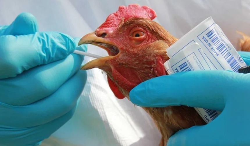 Kuş gribi iddiası, 460 bin tavuk yok edilecek!