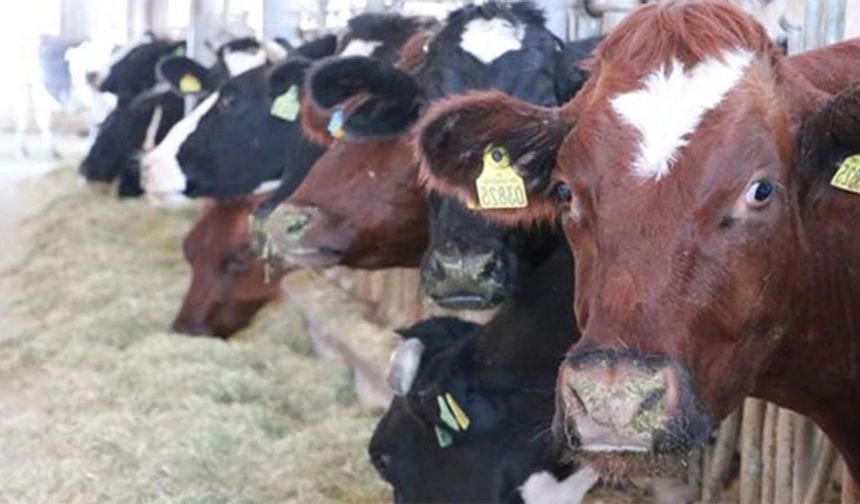 Arpa fiyatı arttı, hayvancılık yapanlar şaşkın