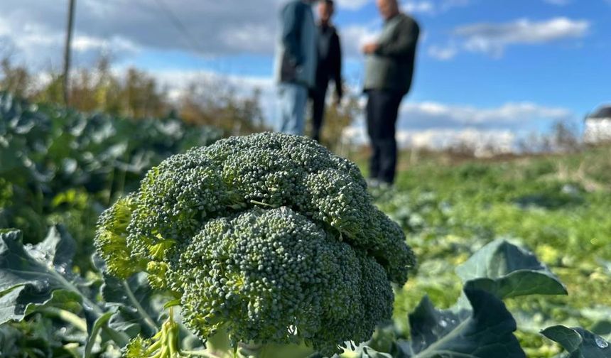 Çiftçi böyle zarar ediyor! Tarlada 10, pazarda 70