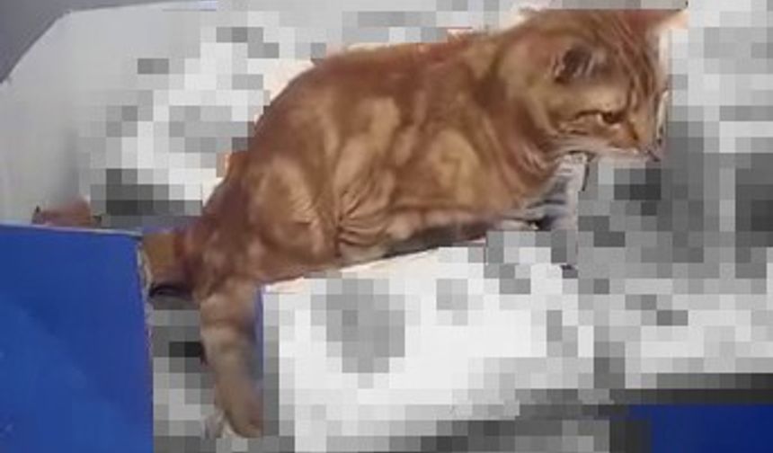 Olacağı buydu, un paketine tuvaletini yaptı!