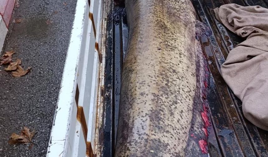 Oltasına takılan balığı görünce şok oldu!