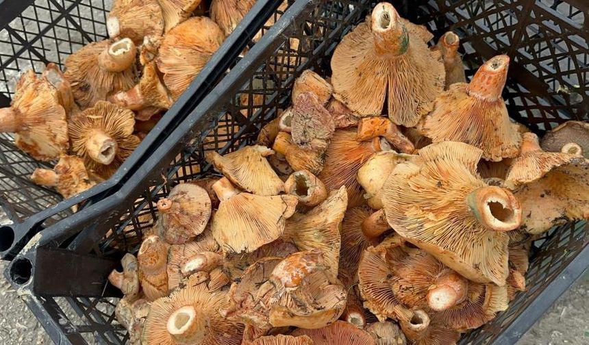 Yağmur yağdı, fiyatı düştü