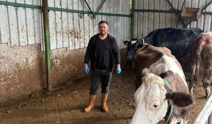 Hayvancılık yapanlara yazık oluyor!