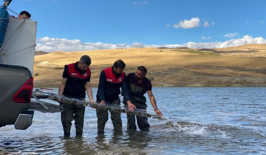 Balık neslini korumak için  83 milyon yavru sulara bırakıldı