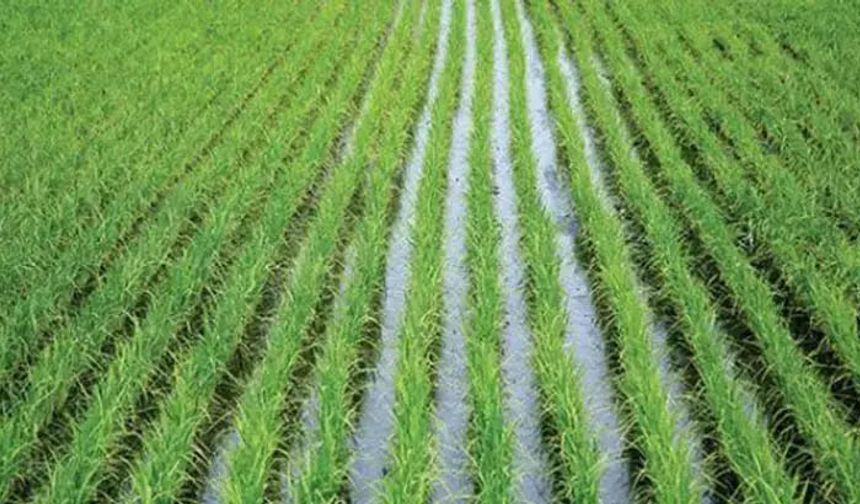 Kuraklık vurdu! Bursa'da Çeltik ekimine yasak geldi